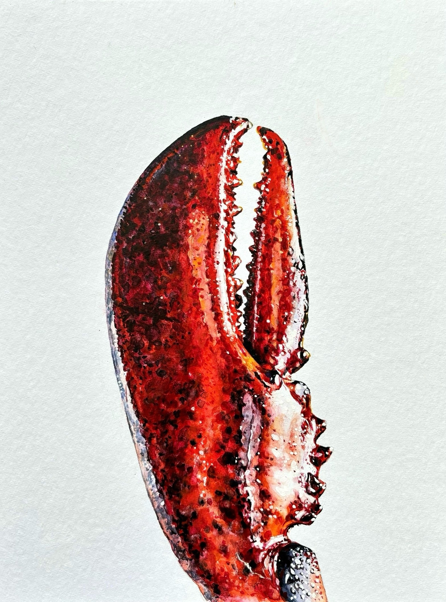 Lobster Claw